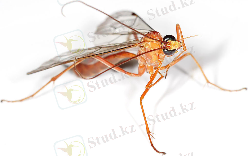Netelia producta
