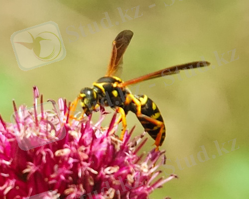 https://upload.wikimedia.org/wikipedia/commons/9/94/Hymenoptera_001.jpg