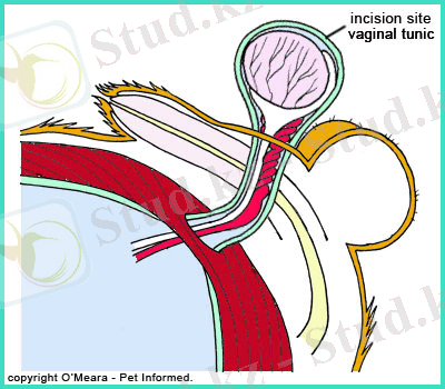 dog-castration-surgery.jpg