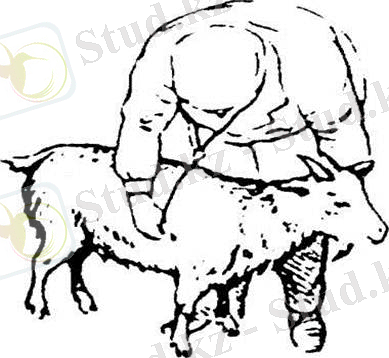 http://veterinarua.ru/images/47/image073.jpg