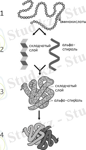 C:\Users\Use\AppData\Local\Microsoft\Windows\INetCache\Content.Word\Protein-structure_ru.jpg