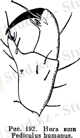 http://dic.academic.ru/pictures/enc_biology/animals/ris._3_192.jpg