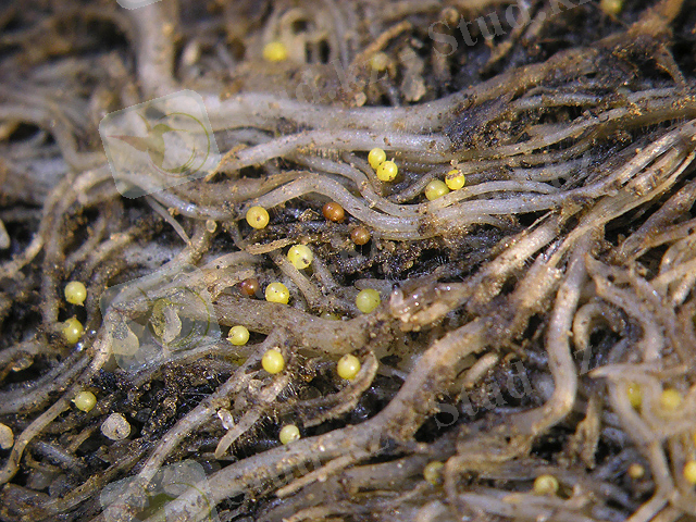 PotatoNematodeCysts.jpg