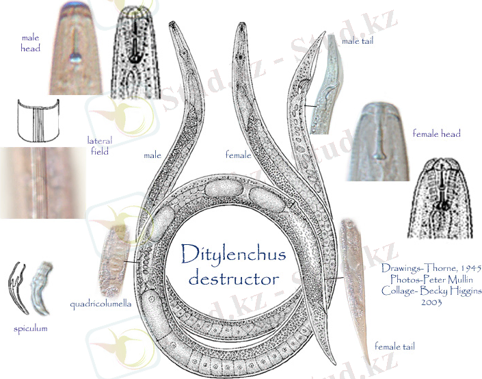 Картинки по запросу Ditylenchus destructor Thorne