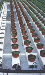 http://housecomputer.ru/private_life/housing/country_house/grower/hydroponics/what_is_hydroponics/chto-takoe-gidroponika-1.jpg