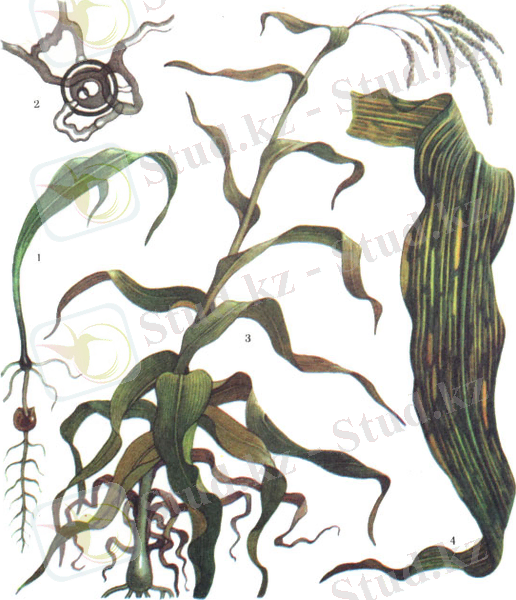 http://www.agromage.com/artpict/art375_07.jpg