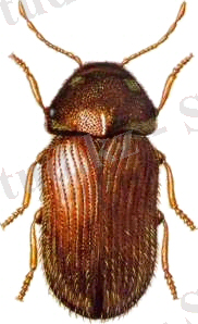 http://entoweb.okstate.edu/ddd/IMAGES/drugstore1.jpg