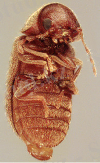 http://www.discoverlife.org/IM/I_MWS/0267/320/Stegobium_paniceum,I_MWS26774.jpg