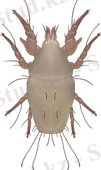 http://www.pesticidy.ru/ps-content/pest/pictures/21_1_main.jpg