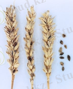 http://www.agroatlas.ru/content/diseases/Tritici/Tritici_Tilletia_caries/Tritici_Tilletia_caries.jpg