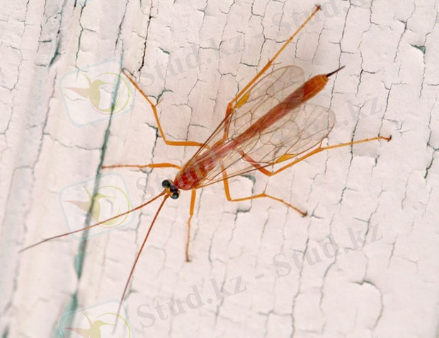 http://ianimal.ru/wp-content/uploads/2011/11/ophion-620x478.jpg