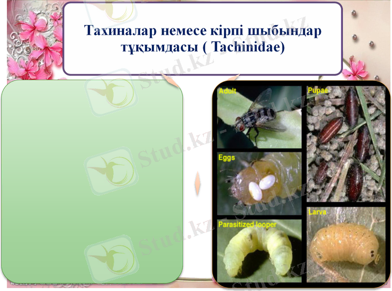 C:\Users\Наргиза\Pictures\Рисунок1.png