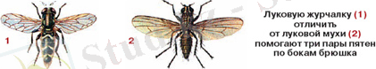 http://prihoz.ru/images/2011/zhurchalki.jpg
