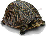 Terrapene carolina