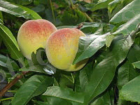 https://upload.wikimedia.org/wikipedia/commons/thumb/1/18/Perzik.jpg/200px-Perzik.jpg