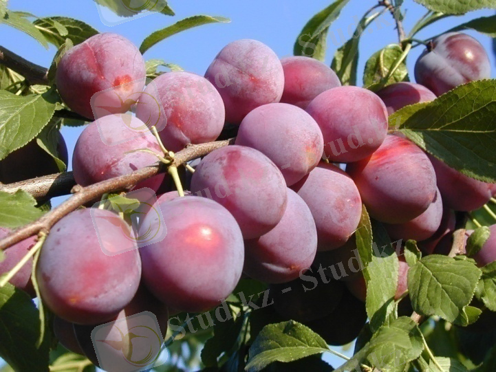 http://www.bdkr.ru/Urupin/Sliva.jpg