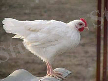 https://upload.wikimedia.org/wikipedia/kk/thumb/8/84/%D0%A2%D0%B0%D1%83%D1%8B%D2%9B.jpeg/220px-%D0%A2%D0%B0%D1%83%D1%8B%D2%9B.jpeg