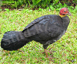 Alectura lathami