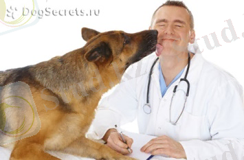 http://dogsecrets.ru/images/stories/ess1.jpg