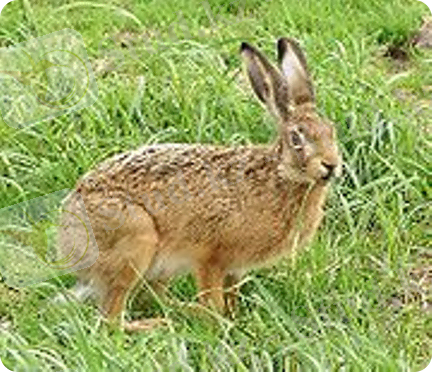 http://aitaber.kz/uploads/images/00/01/56/2012/08/23/daeb0c.png