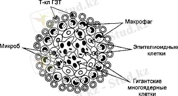 http://www.immuninfo.ru/wp-content/uploads/protivoinfect/tuberkules.png