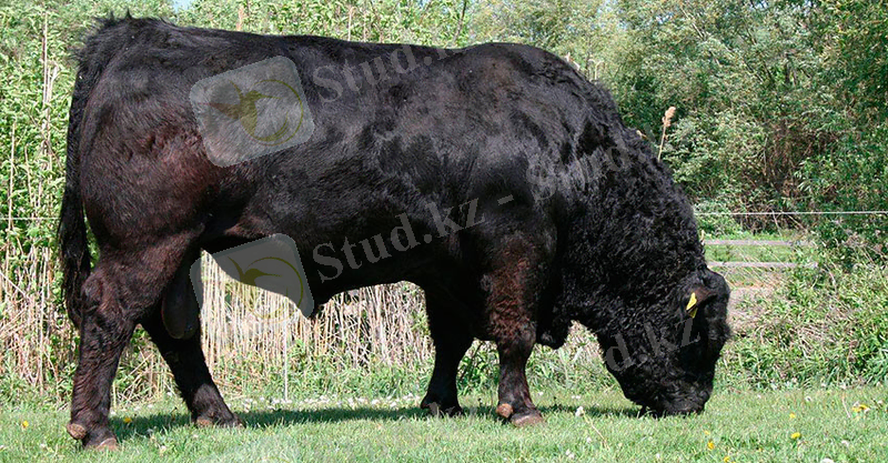 Galloway-Cattle-11.jpg