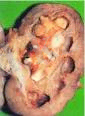 http://t1.gstatic.com/images?q=tbn:ANd9GcQfG2DNFNHHaMyRUCKMS0lLt83pIML8Oq8-mVb__unXJI5ZZexyo3QJtw
