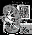 http://t3.gstatic.com/images?q=tbn:ANd9GcSSkGrqc-FPc5ihPXumKnab4tnP2dUjYV6A3KIw0yENMjBSoRwDX4pavPk