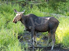 C:\Users\USER\Desktop\220px-Elch_3_db.jpg