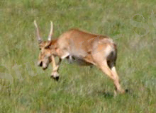Akboken3.jpg