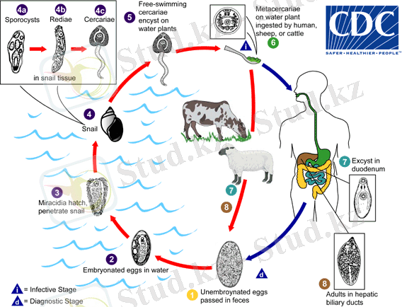 C:\Users\USER\Desktop\Fasciola_LifeCycle.gif