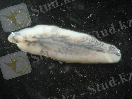 C:\Users\USER\Desktop\Fasciola_hepatica.JPG