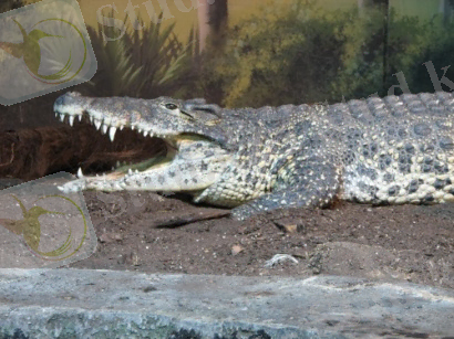 https://upload.wikimedia.org/wikipedia/commons/1/12/Cuban_Crocodile.JPG