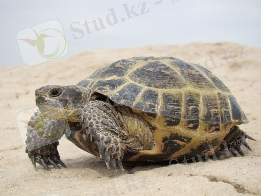 https://upload.wikimedia.org/wikipedia/commons/thumb/a/aa/Testudo_horsfieldii%3B_Baikonur_001.jpg/1280px-Testudo_horsfieldii%3B_Baikonur_001.jpg