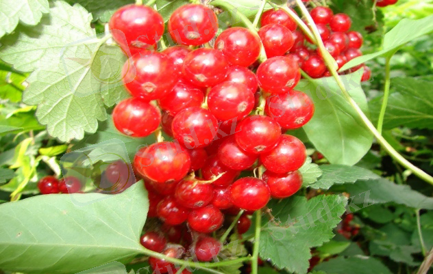 http://sad-altay.at.ua/_ph/1/589097360.jpg