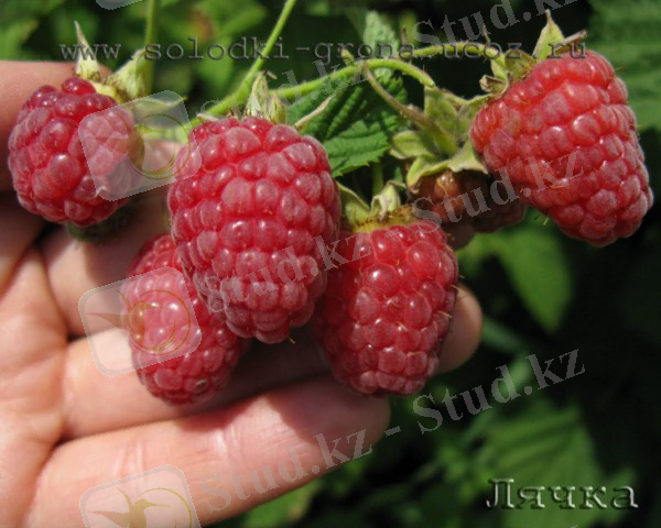 http://solodki-grona.ucoz.ru/Raspberry/2012/ljachka-2.jpg