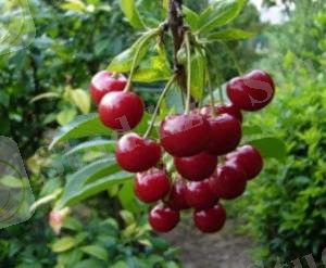 C:\Users\Нуржамал\Downloads\vishnya-magalebskaya-antiika-1.jpg