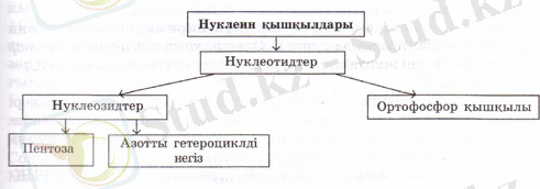 Poli25.png