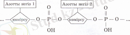 Poli26.png