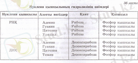 Poli27.png