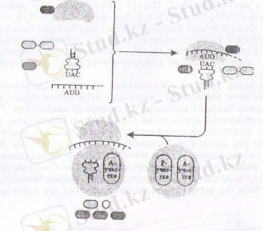C:\Documents and Settings\Администратор\Local Settings\Temporary Internet Files\Content.Word\Изображение 043.jpg