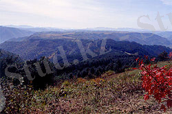 Osudok Forest.jpg