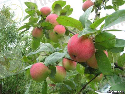 C:\Users\Администратор\Desktop\s33676517.jpg