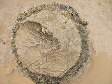 http://upload.wikimedia.org/wikipedia/commons/thumb/a/a4/Phoenix_dactylifera3.jpg/220px-Phoenix_dactylifera3.jpg