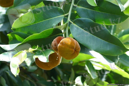 Diospyros blancoi