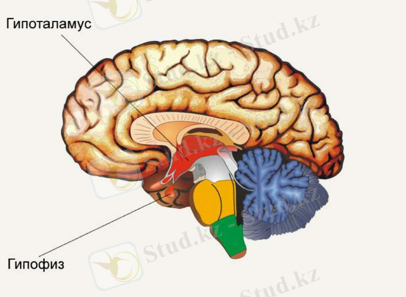 http://anymoto.ru/photos/gipofiz-golovnogo-mozga-cheloveka-7189-large.jpg