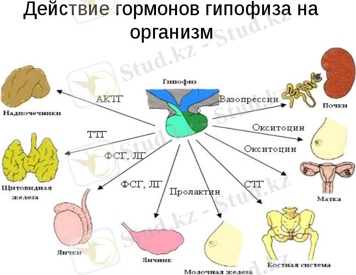 https://allyslide.com/thumbs/0a3c1e76f5420383f5d67ddc4eed9ca9/img8.jpg