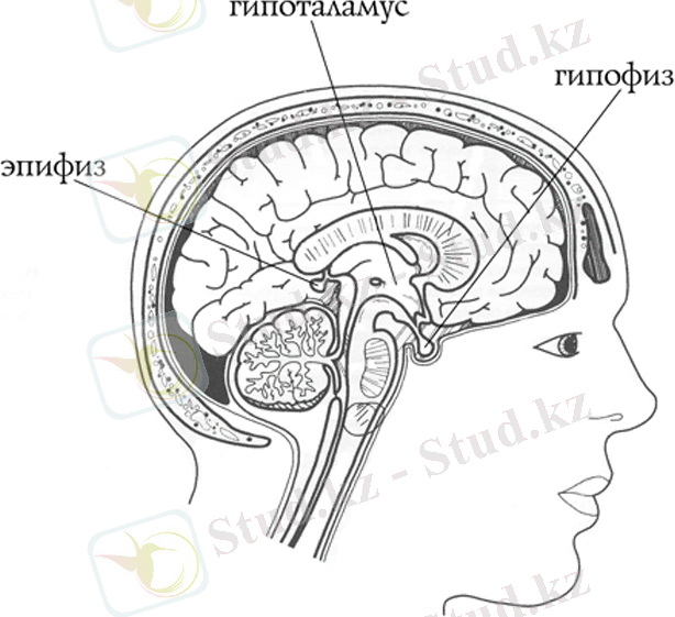 http://biofile.ru/pic/sj-01-203.jpg