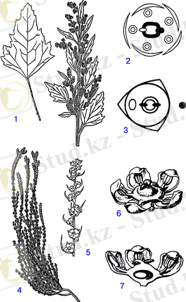 http://medbiol.ru/medbiol/botanica/images/gif-elen/108.gif