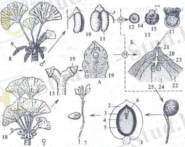 http://ok-t.ru/studopedia/baza11/2791577708489.files/image320.jpg